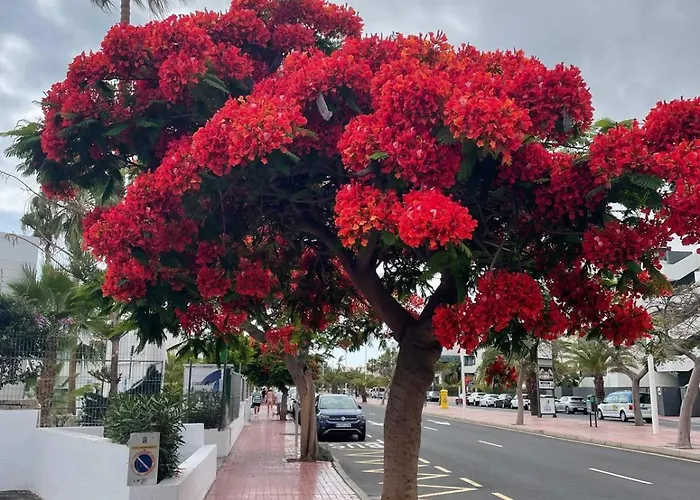 Apart-hotel Yucca Fanabe Costa Adeje (Tenerife)